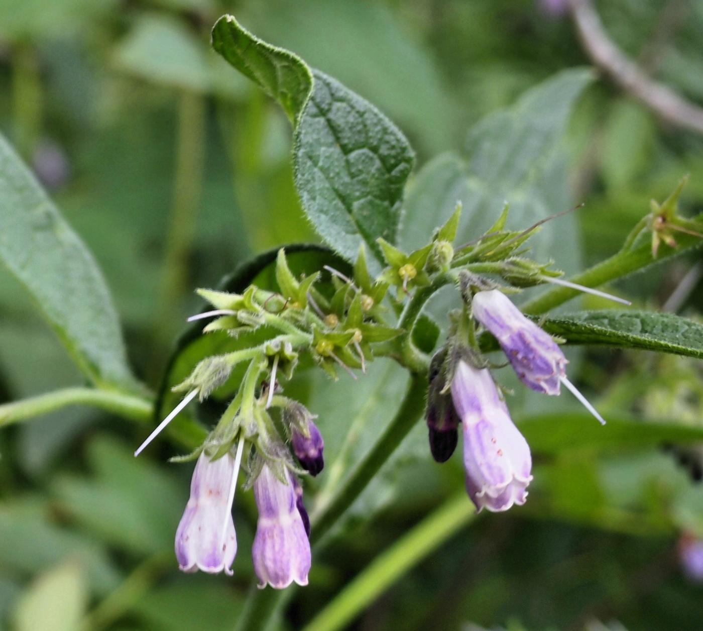 Comfrey, Common flower